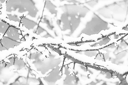 Gray Gif Aesthetic, Anime Snow Gif, Snow Falling Gif, White Aesthetic Gif, Storm And Silence, Winter Gif, Anime Snow, White Gif, Xmas Gif