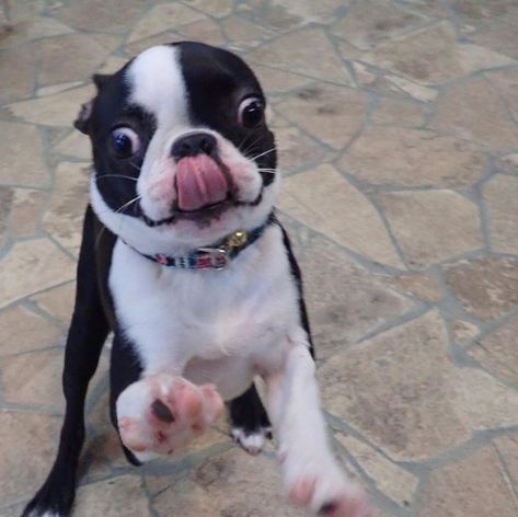 Boston Butts, Boston Terrior, Boston Terrier Funny, Boston Terrier Lover, Cutee Animals, Very Cute Puppies, Dog Ages, Boston Terrier Love, Boston Terrier Puppy