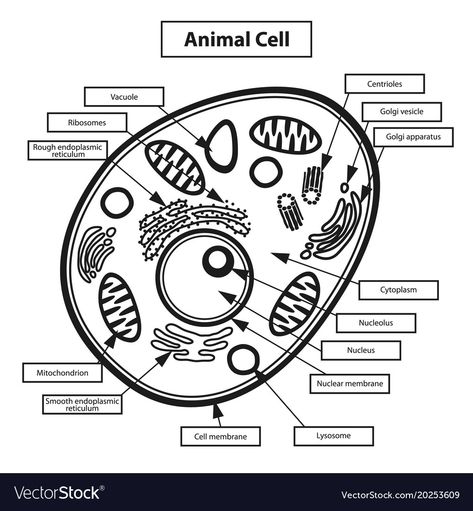 Plant Cell Drawing, Cell Illustration, Animal Cell Project, Nuclear Membrane, Biology Diagrams, Cell Diagram, Plant And Animal Cells, Cells Project, Biology Worksheet