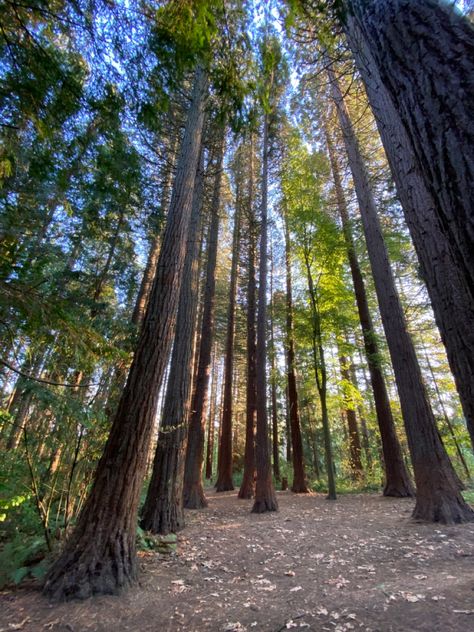 A group of tall redwood trees Surrey Bc Canada, Surrey Canada, Surrey Bc, Bc Canada, Stuff To Do, Vancouver, Travel, Quick Saves