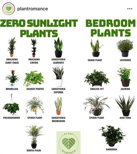 Different Types Of Plants, نباتات منزلية, Inside Plants, Growing Plants Indoors, Bedroom Plants, Plants Indoor, Spider Plants, House Plants Indoor, Growing Indoors