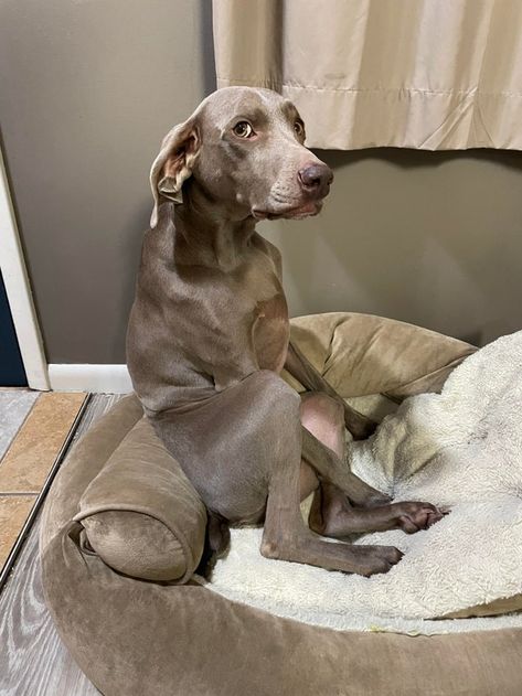 16 Realities That New Weimaraner Owners Must Accept | Page 4 of 4 | The Dogman Weimaraner Tattoo, Weimaraner Funny, Weimaraner Puppy, Weimaraner Puppies, Jury Duty, Weimaraner Dogs, Cute Dog Photos, Dream Dog, Pitbull Puppies