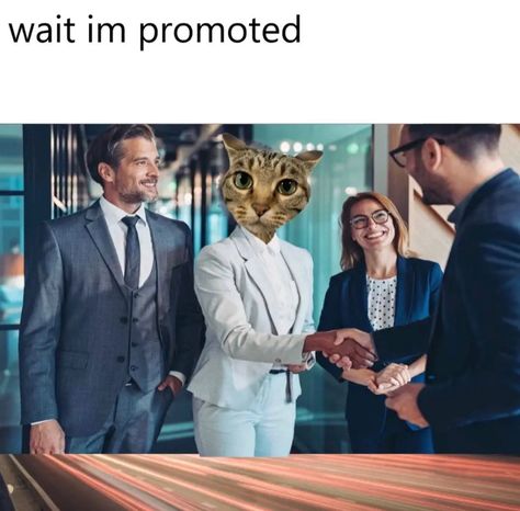 Wait Im Cat, Wait Im Goated Cat, Wait Im Goated, Waiting Meme, Silly Cars, Ugly Cat, Silly Cats Pictures, Silly Images, Silly Animals