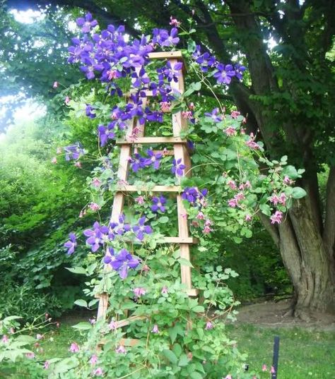 14 Marvelous Ideas For Using Old Ladder In Your Garden Ladders In The Garden, Old Ladder Ideas, Ladder Garden, Garden Ladder, Best Ladder, Backyard Ponds, House Craft, Old Ladder, Garden Vines