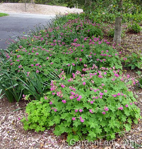 Geranium macrorrhizum in bloom. in garden Geranium Phaeum, Geranium Macrorrhizum, Plant Maintenance, Flower Bed Designs, Leafy Plants, Covered Garden, Big Plants, Side Garden, Front Lawn