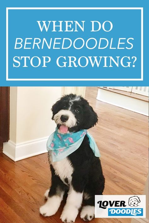 Mini Bernedoodle Haircut Styles, Bernadoodle Haircuts, Bernedoodle Grooming Styles, Bernedoodle Haircuts, Bernie Doodle, Doodle Cuts, Bernadoodle Puppy, Friendly Photo, Summer Puppy