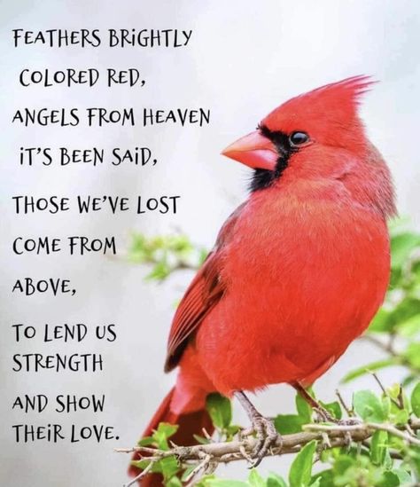 Cardinal Poems Heavens, Spiritual Meaning Of Cardinals, Mothers In Heaven Quotes, Cardinal Memorial Quote, Cardinal Quotes, When Cardinals Appear Angels Are Near, When Cardinals Appear Loved Ones Are Near, Mother In Heaven, Christmas Card Sayings