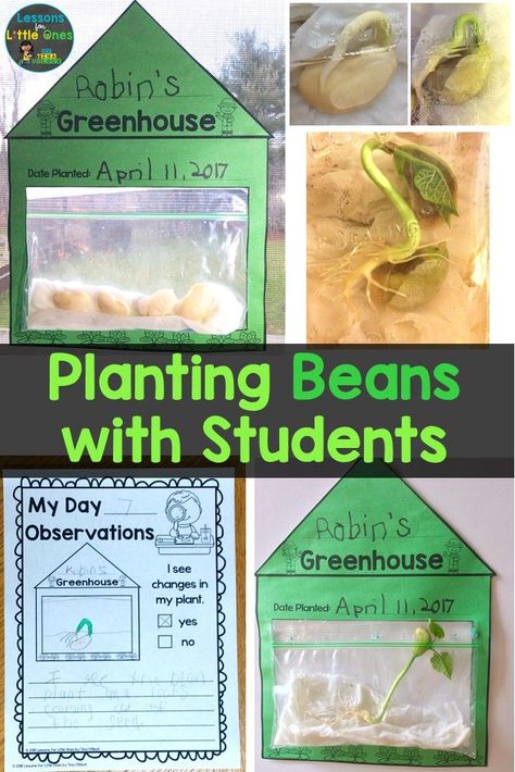 Planting Ideas For Preschoolers, Seed In Bag Experiment, Grow Seeds In A Bag, Grow Beans In A Bag, Gardening School Activities, Lima Bean Growing Preschool, Planting Seeds For Preschoolers, Plant And Garden Activities For Preschool, Plant A Bean Preschool