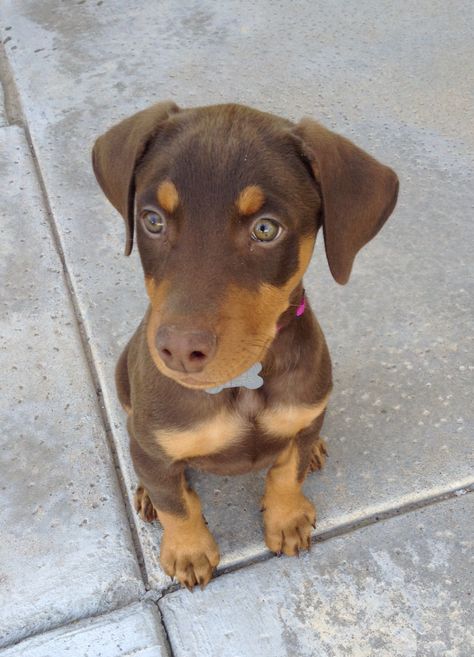 Kya the red Doberman at 9 weeks old. Brown Doberman Puppy, Doberman Puppy Red, Red Doberman Puppy, Perro Doberman Pinscher, Red Doberman Pinscher, Brown Doberman, Red Doberman, European Doberman, Doberman Pinscher Puppy