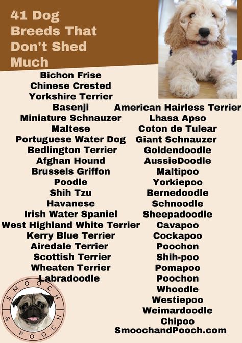 hypoallergenic dogs Dog Breeds That Don't Shed, Dogs That Dont Shed, No Shed Dog Breeds, Lap Dog Breeds, Non Shedding Dog Breeds, Best Hypoallergenic Dogs, Puppies That Don’t Shed, Non Shedding Dogs, Dog Breeds That Dont Shed