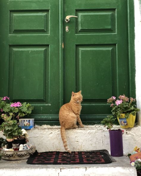 It's a month for cozy days in 🫶 via pinterest #whysobluelove #sustainblefashion #consciousfashion #septembermood #fallvibes #autumnvibes Cats In Europe, Cats In Greece, Art Amour, American Threads, Animal Portraits, Trendy Boutique, Mia 3, Italian Artist, Jolie Photo