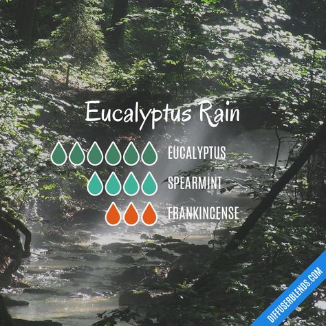 Eucalyptus Rain — Essential Oil Diffuser Blend Rain Diffuser Blend, Rain Diffuser, Essential Oil Combinations, Doterra Essential Oils Recipes, Essential Oil Diffuser Blends Recipes, Essential Oils Cleaning, Essential Oil Diffuser Recipes, Oil Diffuser Recipes, Yl Essential Oils