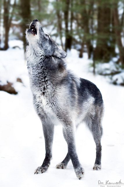 wolf Wolf Photos, Wolf Love, Wild Wolf, Wolf Pictures, Wolf Spirit, Beautiful Wolves, Wildlife Habitat, Grey Wolf, Lone Wolf