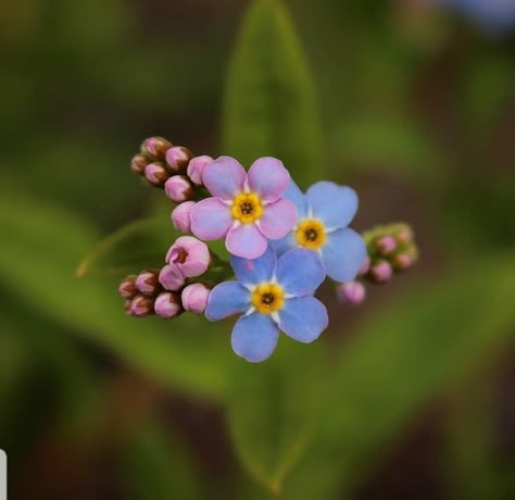 Alaskan Flowers, Cute Tiny Tattoos, Beautiful Bugs, Bouquet Arrangements, Botanical Beauty, Pretty Plants, Delphinium, Little Flowers, Tiny Flowers