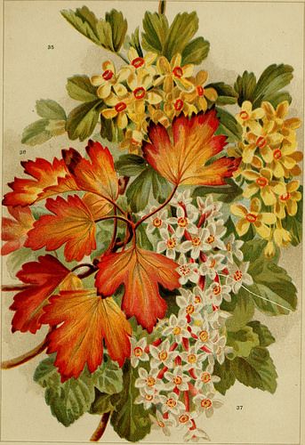 Image from page 70 of "Beautiful flowering trees and shrubs for British and Irish gardens" (1903) | by Internet Archive Book Images Ribes Aureum, Irish Garden, Yellow Blossom, Autumn Foliage, Fall Projects, Flowering Shrubs, Flowering Trees, Trees And Shrubs, Book Plates