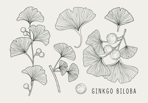 Download Ginkgo Biloba Handdrawn Illustration Vector Art. Choose from over a million free vectors, clipart graphics, vector art images, design templates, and illustrations created by artists worldwide! Tea Leaves Illustration, Ginko Biloba, Leaves Sketch, Green Leaf Background, Aquarius Tattoo, Gingko Leaves, Leaf Illustration, Leaf Drawing, Ginkgo Biloba