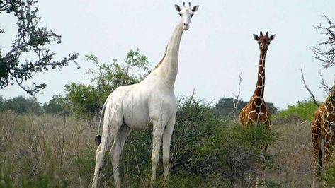 World's only known white giraffe fitted with tracker to deter poachers - BBC News Rare Albino Animals, White Giraffe, Albino Animals, Rare Animals, Wildlife Sanctuary, Baby Animals Funny, Wildlife Conservation, Giraffes, Beautiful Creatures