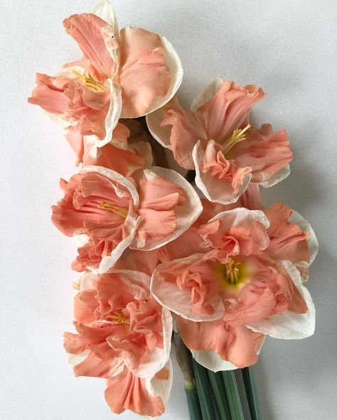 BJM Studio Specialty Flowers’s Instagram post: “Apricot Whirl Daffodil is always so showy and dependable! Please see my stories for more of this lovely variety. #daffodil #daffodils…” Apricot Whirl Daffodil, Pink Daffodils, Fav Flower, Botanical Photography, Dear Future, Paper Flower Tutorial, Favorite Flowers, Woodland Wedding, Crepe Paper