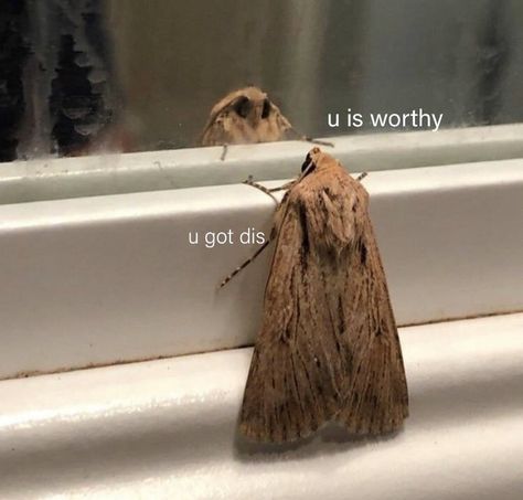 The Edge, Moth