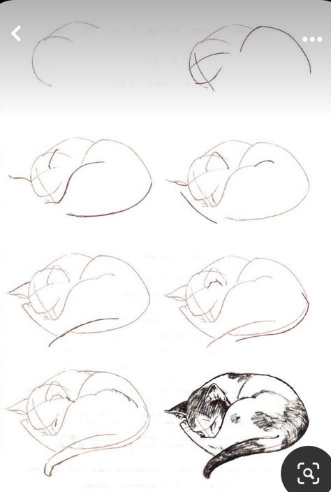 Realistic Cat Drawing, Cat Drawing Tutorial, Cats Art Drawing, Cat Anatomy, Cat Steps, Cat Reference, Arte Van Gogh, Cat Sketch, Cats Drawing