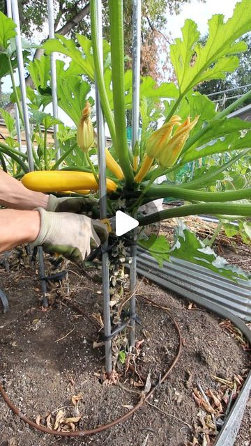 Zucchini Vegetable, Growing Zucchini, Gardening Food, Zucchini Plants, Windowsill Garden, Vegan Zucchini, Vegetable Garden Diy, Farm Nursery, Gardening Hacks