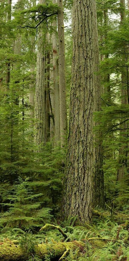 Spruce Forest, Tree Photos, Sitka Spruce, Old Trees, Woodland Forest, Tree Hugger, Nature Tree, Walk In The Woods, Tree Forest