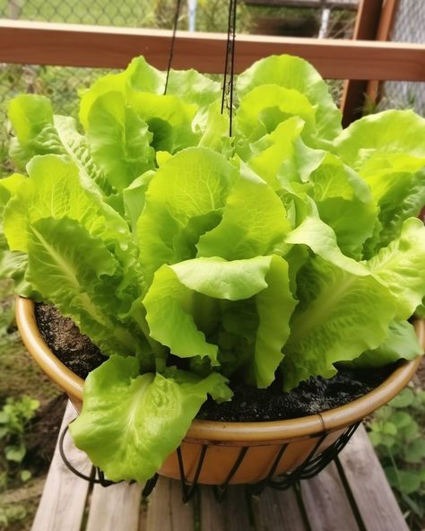 Stop buying lettuce. Here's how to grow it in a pot at home with ease Romaine Lettuce Growing, Lettuce Growing, Types Of Lettuce, Growing Lettuce, Plant Benefits, Herb Garden Design, Peat Moss, Organic Fertilizer, Growing Indoors