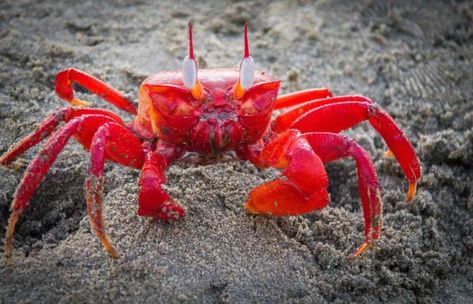 100 Hilarious Crab Jokes & Puns for Kids (2024) - Milwaukee With Kids Cabana Decor, Sea Glass Candle Holder, Sea Glass Candles, Beach Pillow Covers, Resort Decor, Red Animals, Nautical Pillow Covers, Beach Pillow, Nautical Pillows