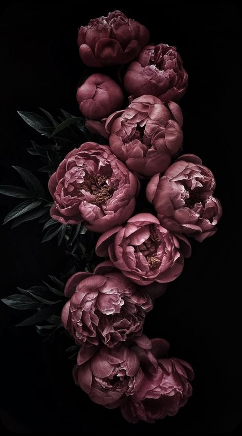 Peonies Botanical Illustration, Dark Floral Iphone Wallpaper, Moody Floral Background, Moody Floral Aesthetic, Floral Dark Wallpaper, Moody Photography Aesthetic, Peony Wallpaper Iphone, Moody Iphone Wallpaper, Peonies Wallpaper Iphone