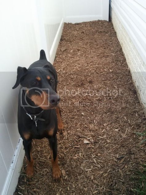 Creating a potty area for your dog is easy, convenient and your lawn and shoes will thank you for it!  The nice weather makes this the perfect time of year to get this small project out of the way.  So roll up your sleeves and say NO MORE to yellow lawns and poopy shoes.  Here … Small Garden For Dogs, Small Dog Potty Area Outside, Outdoor Dog Pee Area, Small Yard Dog Area, Small Dog Yard Ideas, Outdoor Potty Area For Dogs, Dog Poop Area Backyard, Dog Toilet Area Garden, Dog Pee Area Outside