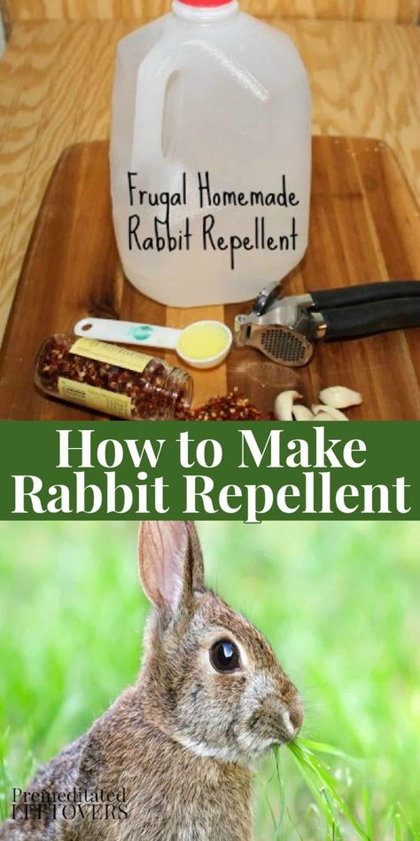 Rabbit Deterrent, Rabbit Repellent, Repellent Diy, Garden Pest Control, Better Homes And Garden, Garden Pests, Veggie Garden, Lawn And Garden, Pest Control