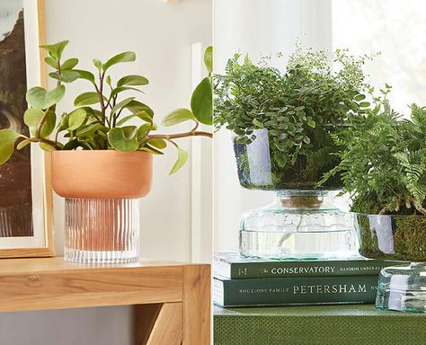 The 8 Most Beautiful Self-Watering Planters We Could Find How To Make A Self Watering Planter, Plant Accessories Diy, Self Watering Planter Diy, Diy Self Watering Planter, Decorating With Plants, Self Watering Plants, Watering Pot, Plant Accessories, Conservatory Garden