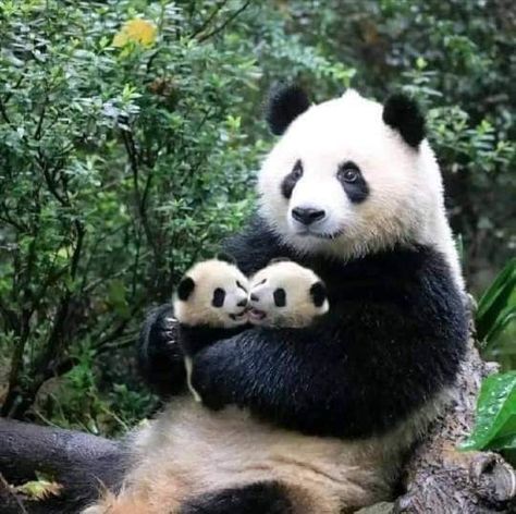 Baby Panda Bears, Mother Love, Cute Panda Wallpaper, Panda Love, Bear Pictures, Cute Animals Images, Giant Panda, Baby Panda, Cute Wild Animals