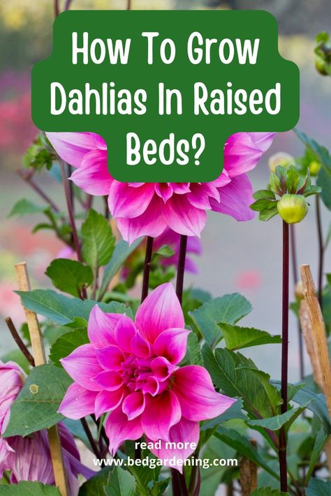 How To Grow Dahlias In Raised Beds? Dahlias are annual plants in most regions and are usually sold as tubers for planting. Although they can be grown from seed, each seed can produce a plant with traits similar to its parents, but each one is genetically unique. However, tubers are clones of the parent plant and will resemble the plant from which they came. Raised Dahlia Bed, Dahlias In Raised Beds, How To Grow Dahlias, Grow Dahlias, Easy To Grow Flowers, Raised Garden Bed Plans, Raised Flower Beds, Flower Bed Designs, Vegetable Bed