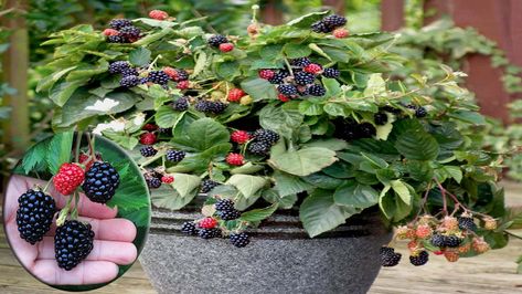 For gardeners with for apartment dwellers or limited space can grow it on patio, a balcony, or porch. grow blackberries from cuttings or buy seedling online. Try this tips to growing, caring, and harvesting blackberry. #HowTo #gardening #blackberry #blackberries #tips #fruits Blackberries In Containers, How To Grow Blackberries, Grow Blackberries, Vegetable Greenhouse, Growing Blackberries, Growing Pineapple, Berry Garden, Growing Vines, Acid Loving Plants