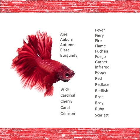 Red Fish Names Beta Fish Names, Cool Pet Names, Fish Names, Aesthetic Fish, Cute Pet Names, Pretty Fish, Pink Fish, Beta Fish, Girl In Water