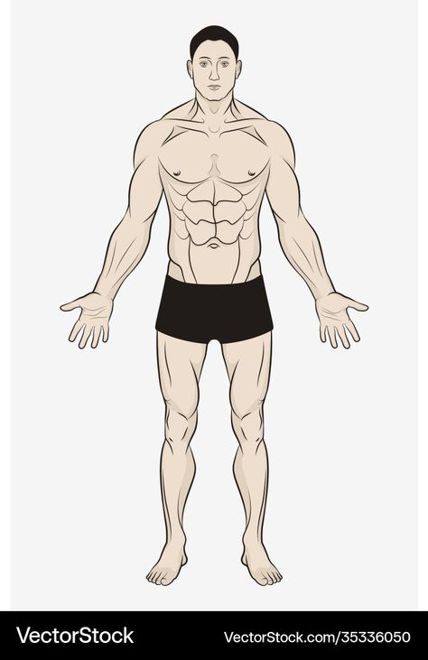 Full Body Sketch Male, Anatomy Drawing Male, Anatomy Easy, Human Anatomy Poster, Simple Anatomy, Anatomy Videos, Male Body Drawing, View Drawing, Drawing Male