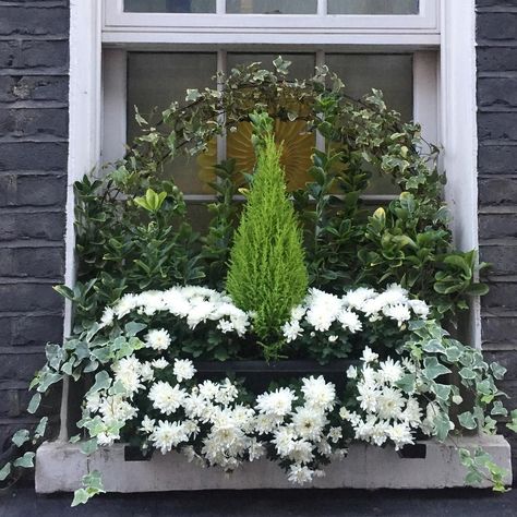 Gorgeous ivy, mums, and min. cypress, greenery in a window box in London. Grey painted brick and white trim. Christmas Decorating Hacks, White Mums, French Country Christmas, Window Box Flowers, Twinkly Lights, Christmas Decor Inspiration, Simple Christmas Decor, Hello Lovely, White Christmas Decor