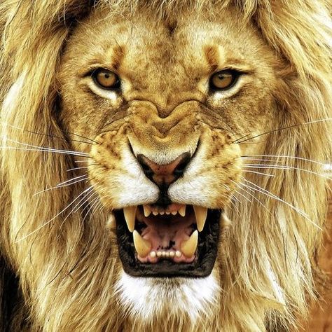 Growling Lion animals animal cute animals animal pictures animal photos Lion Sketch, Lion Canvas Art, Black And White Lion, Lion Head Tattoos, Lion Photography, Lions Photos, Lion Tattoo Design, Lion Wallpaper, Lion Painting