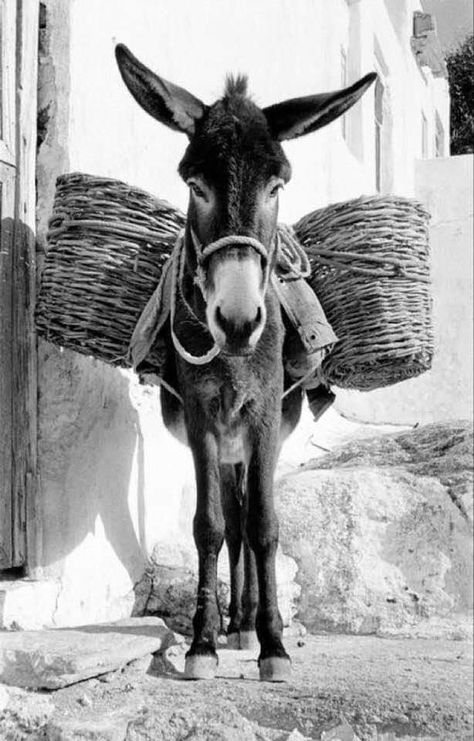 Baby Donkey, Cute Donkey, A Donkey, Magnum Photos, Silly Animals, Animal Photo, Zebras, Serbia, Animal Paintings