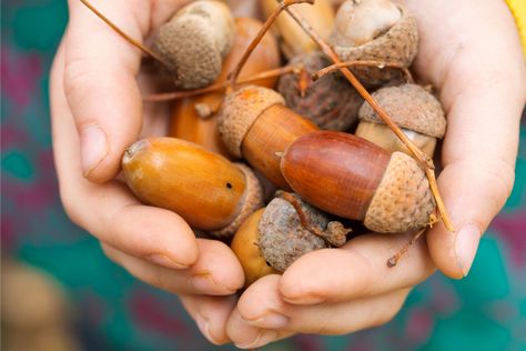 Everything to Know About How to Harvest Acorns Acorn Food Ideas, Acorn Recipes, How To Eat Acorns, Acorn Bread Recipe, How To Process Acorns To Eat, Sprouting Acorn, Harvesting Acorns, Boston Brown Bread Recipe, Edible Acorns