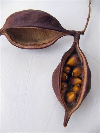 Kurrajong pods 2 Kurrajong Seed Pod, Seeds And Pods, Seed Pods Natural Forms, Seed Heads, Seed Pod, Fruit Seeds, Airbrush Art, Nature Plants, Seed Pods