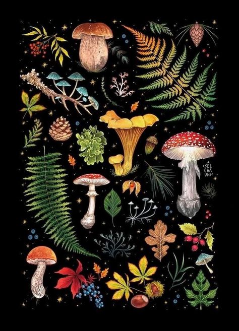 Autumn Cottagecore, Witchy Wallpaper, Iphone Wallpaper Fall, Illustration Botanique, Mushroom Art, Fall Wallpaper, Botanical Illustration, Botanical Art, Cottage Core