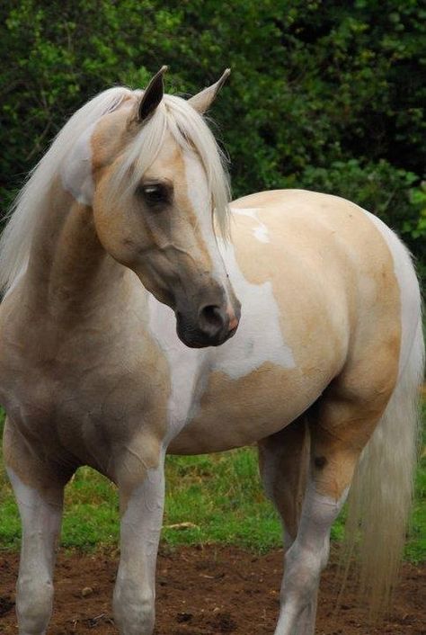 Palomino paint. These horses are very rare because I never seen any horse this color. Cheval Pie, Palomino Horses, Pinto Horses, Paint Horses, Pinto Horse, Palomino Horse, Horse Inspiration, Paint Horse, Horse Dressage