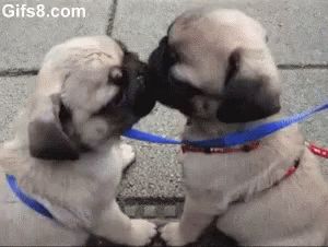 Dog Kiss GIF - Dog Kiss Pug - Discover & Share GIFs Kiss Gif, Pugs And Kisses, Baby Pugs, Puppy Kisses, Game Mode, Tiny Puppies, Pug Puppies, Funny Dog Pictures, Cute Pugs