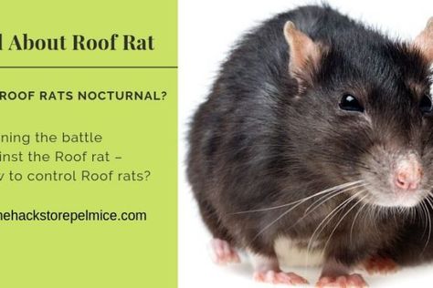 Mouse Deterrent, Roof Rats, Norway Rat, Tree Rat, How To Deter Mice, Rat Infestation, Moth Balls, Black Rat, Glue Traps