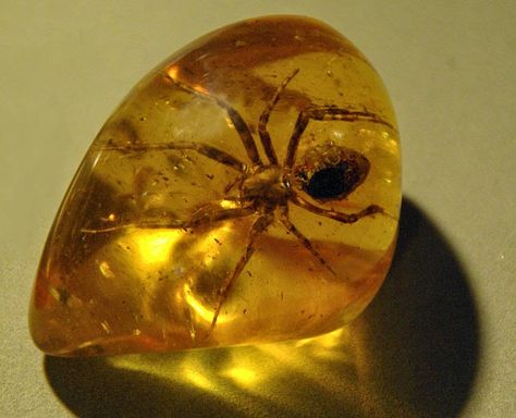 Amber is fossilized tree resin (not sap), which has been appreciated for its color and natural beauty since Neolithic times. Much valued from an Best Healing Crystals, Amber Fossils, Minerals And Gemstones, Rocks And Gems, Amber Jewelry, Mellow Yellow, Gems And Minerals, Stone Rocks, Crystal Gems