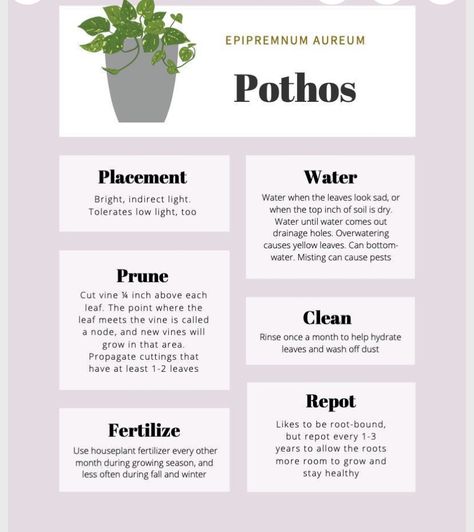 Pothos Care Tips, Pathos Plant, Pothos Care, Plants 101, Pothos Plant Care, Household Plants, Plant Mama, Plant Care Houseplant, Plant Hacks