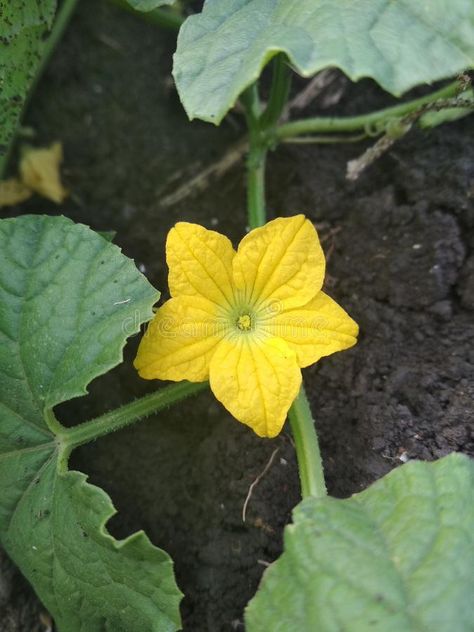 Photo about Beautiful yellow cucumber male flower that bloom. Image of farmer, cucumber, flower - 168338350 Yellow Cucumber, Cucumber Flower, Quality Pictures, Flower Photos, Cucumber, Farmer, Grapes, Photo Image, Every Day