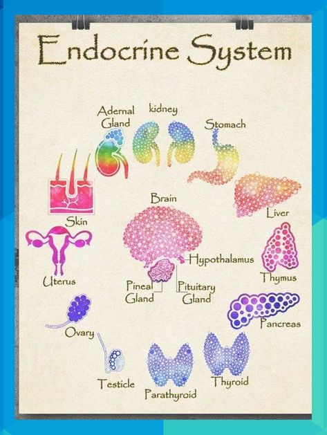 Endocrine System Medical Wall Art Endocrinology Print #medical #anatomy #student #medicalmarijuana #medicaldevice #doctors #artprint #art #homedecor #home #watercolor #handmade #Abstract #Paintings #modernart #gifts #officedecor #livingroom #fineart #wallart #study #university #teacher #teacherspayteachers #teachersfollowteachers #teacherstyle #keanu61667 Endocrine System Nursing, Medical Wall Art, Teas Test, Anatomy Poster, Home Watercolor, Systems Art, Medical Student Gift, Nursing School Tips, Nursing School Notes